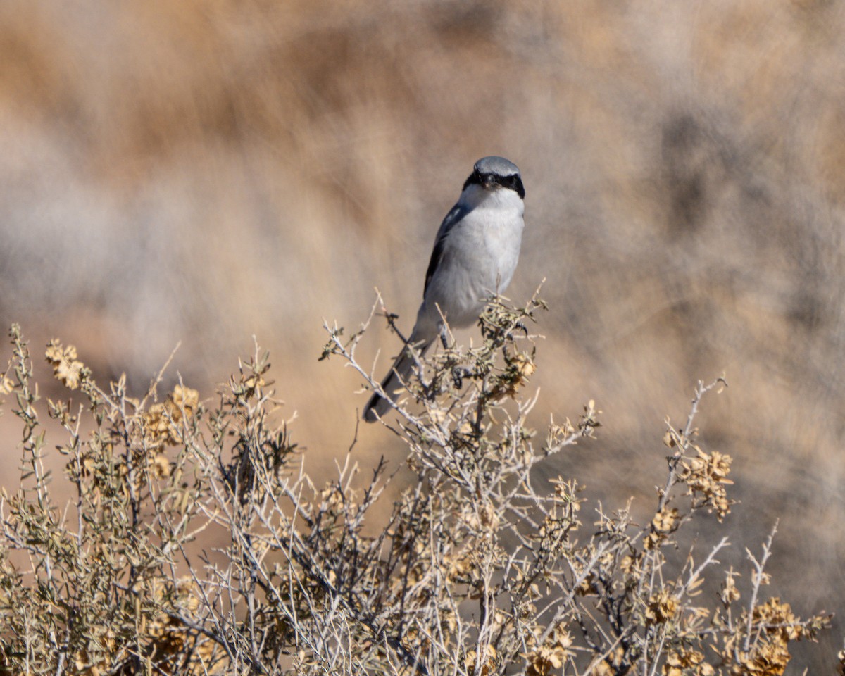 Loggerhead Shrike - ML645018372