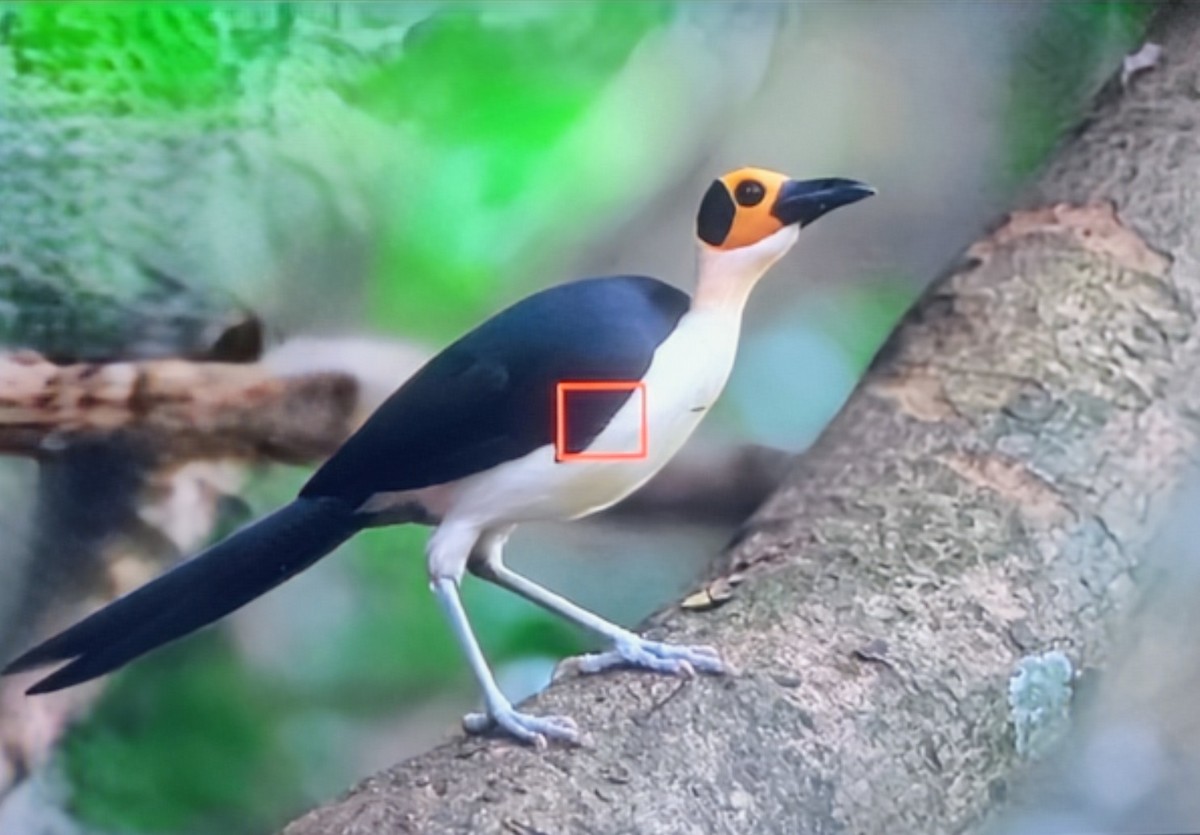 Желтолицая лысая сорока - ML645018375