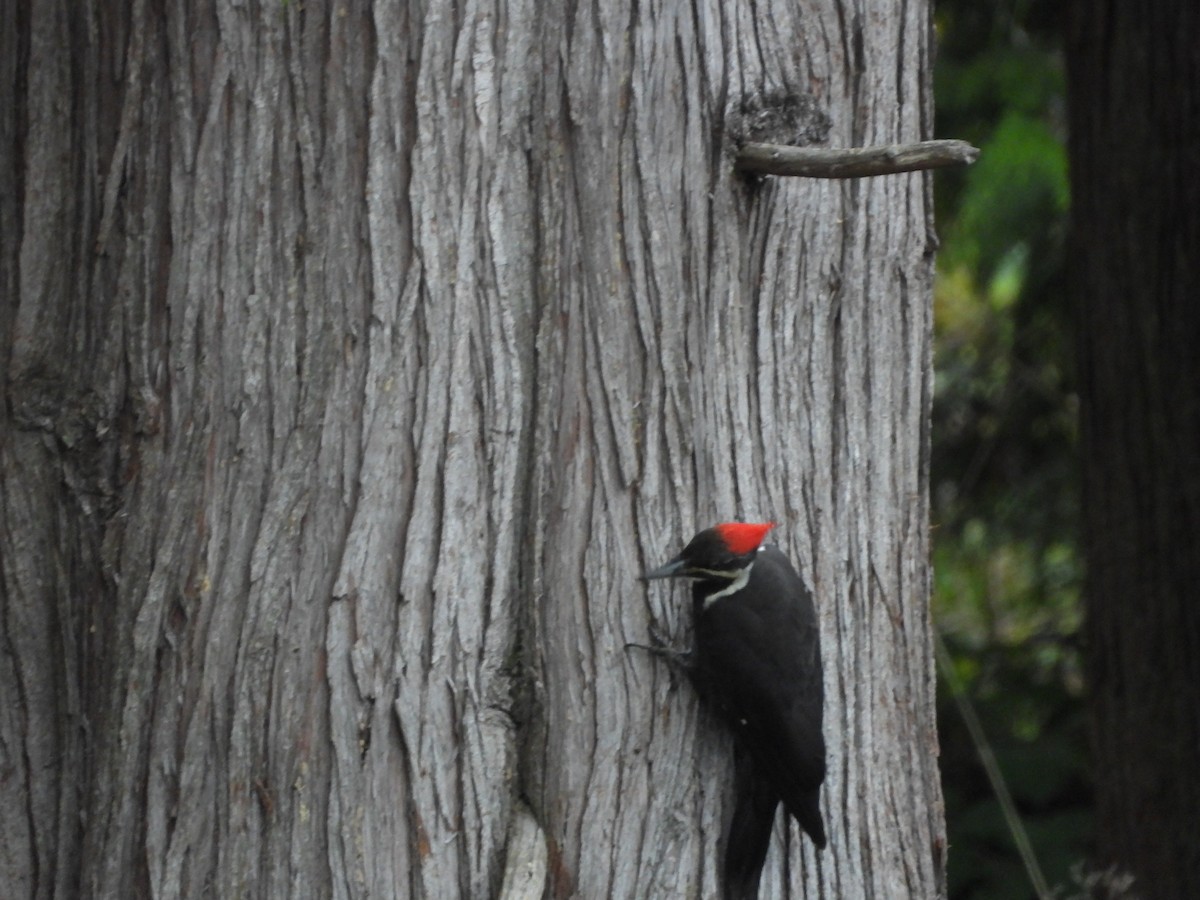 Pileated Woodpecker - ML645018379