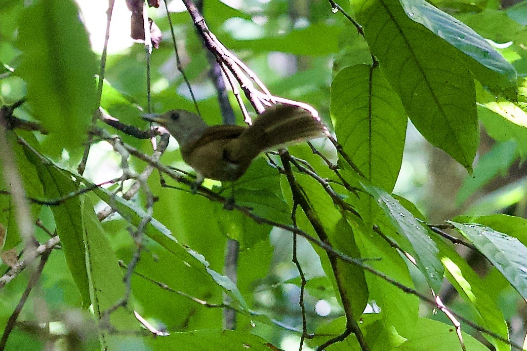 Fächerschwanzkuckuck - ML645018380