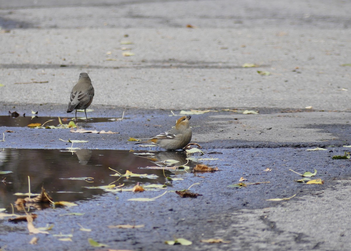 Pinu-gailupa - ML645018381