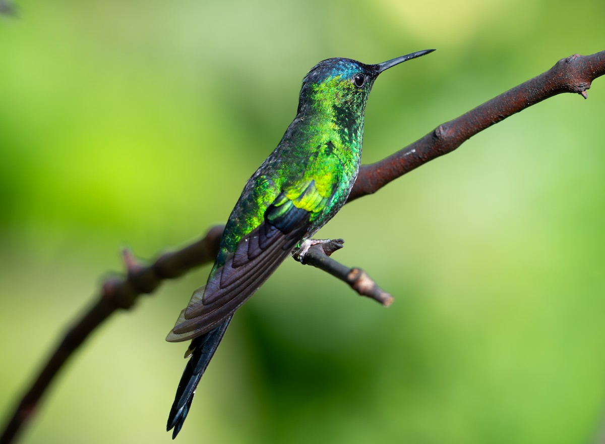 Violet-capped Woodnymph - ML645018394