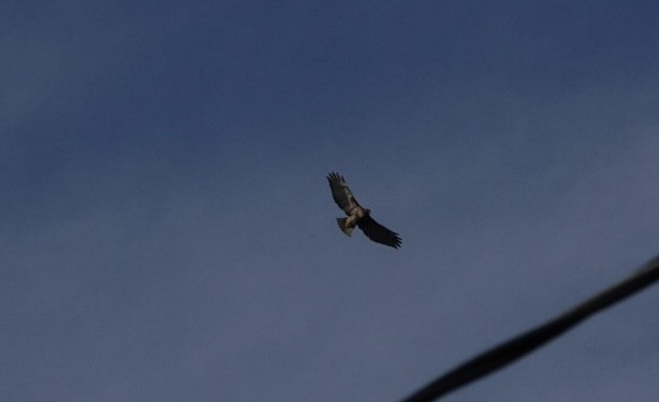 Red-tailed Hawk - ML645018397