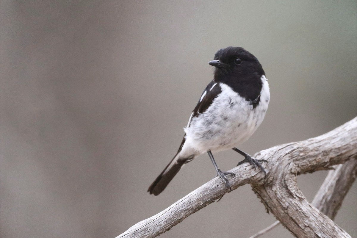 kutteflueskvett - ML645018403