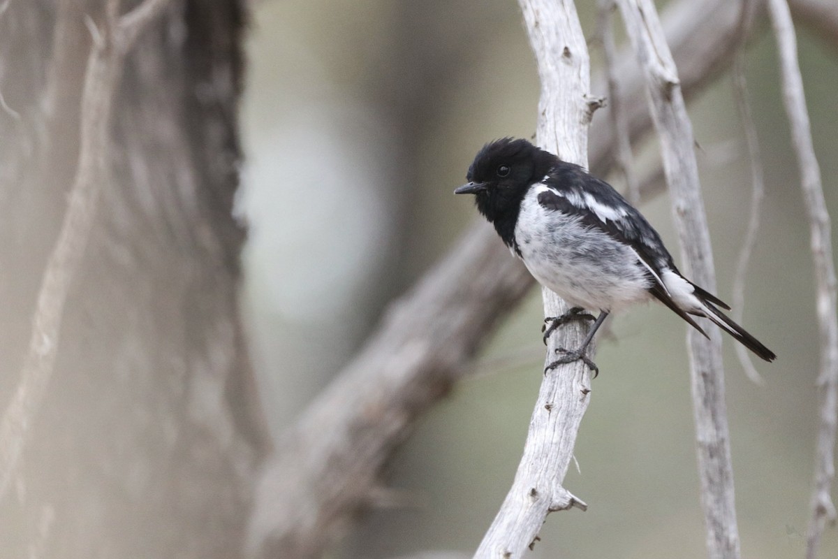 kutteflueskvett - ML645018404