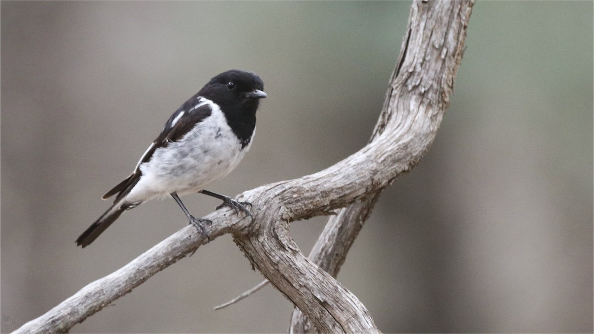 kutteflueskvett - ML645018405