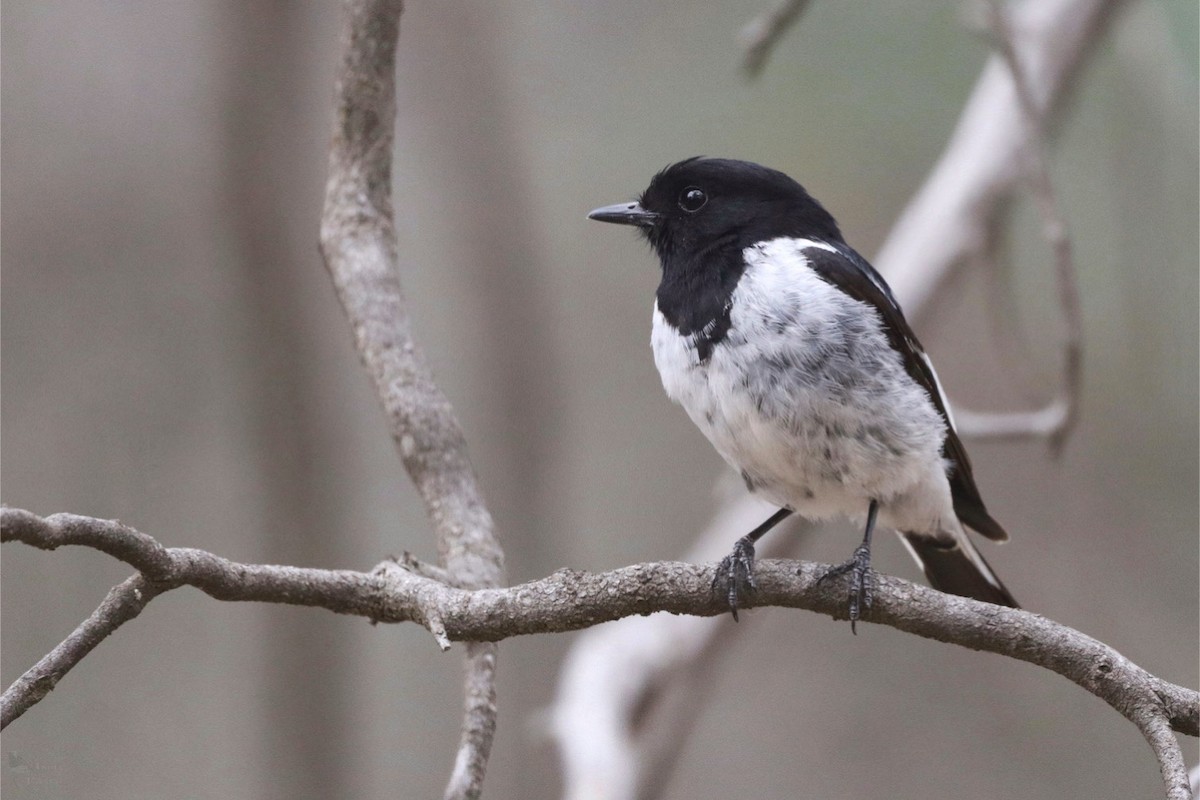 kutteflueskvett - ML645018406