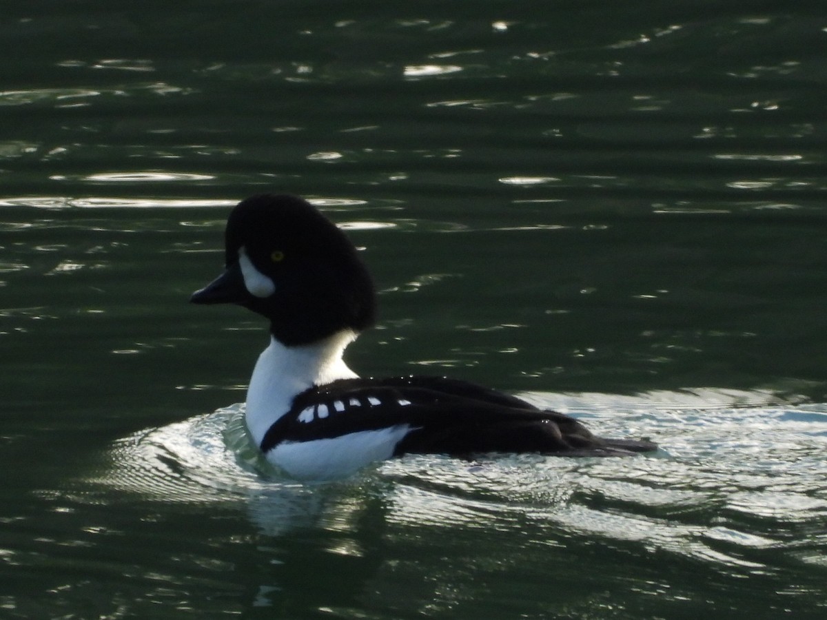 Barrow's Goldeneye - ML645018407