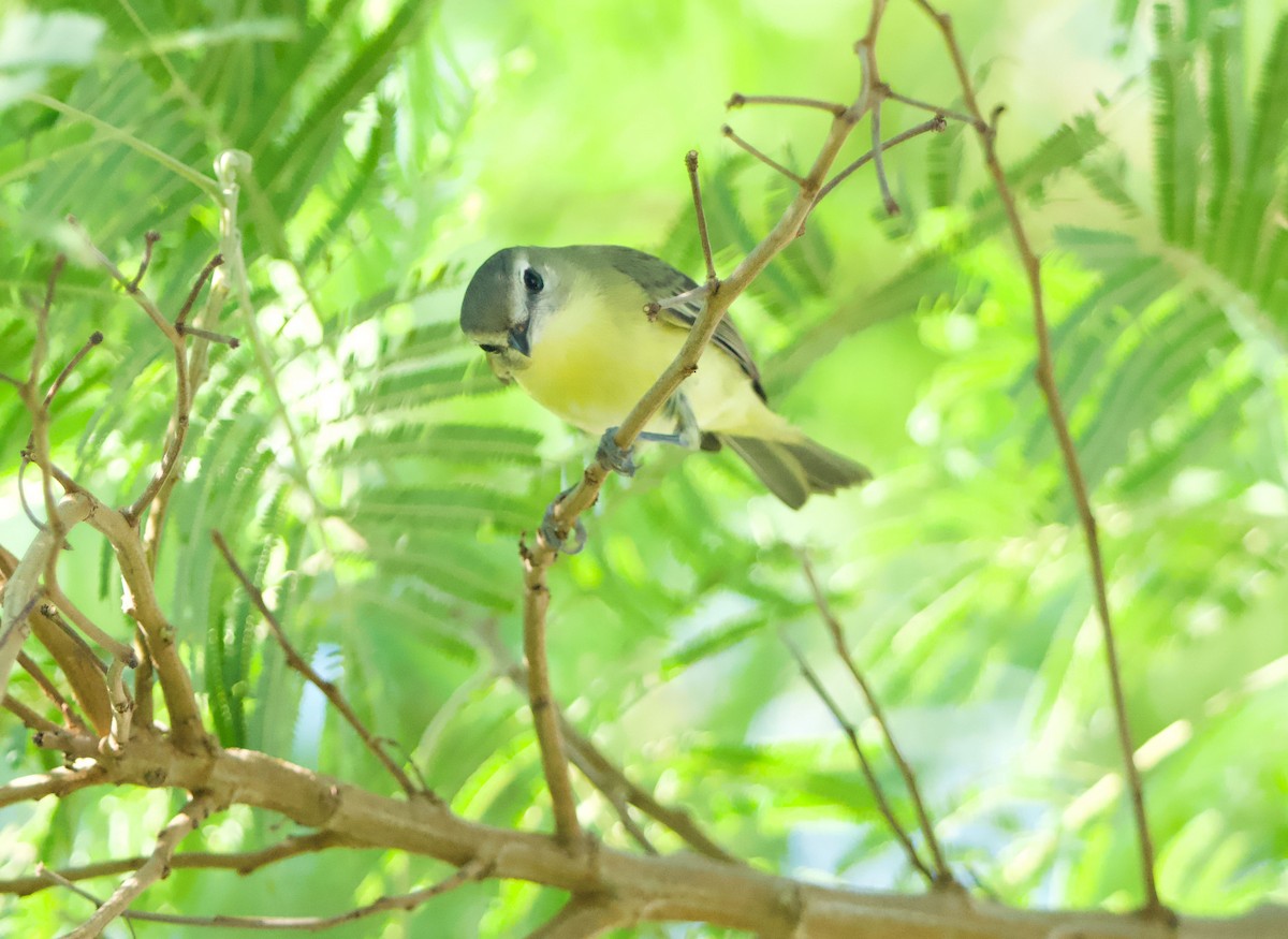 Philadelphia Vireo - ML645018412