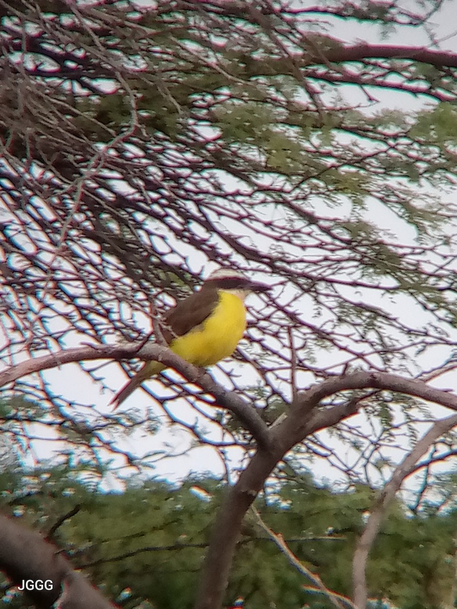 Boat-billed Flycatcher - ML645018434