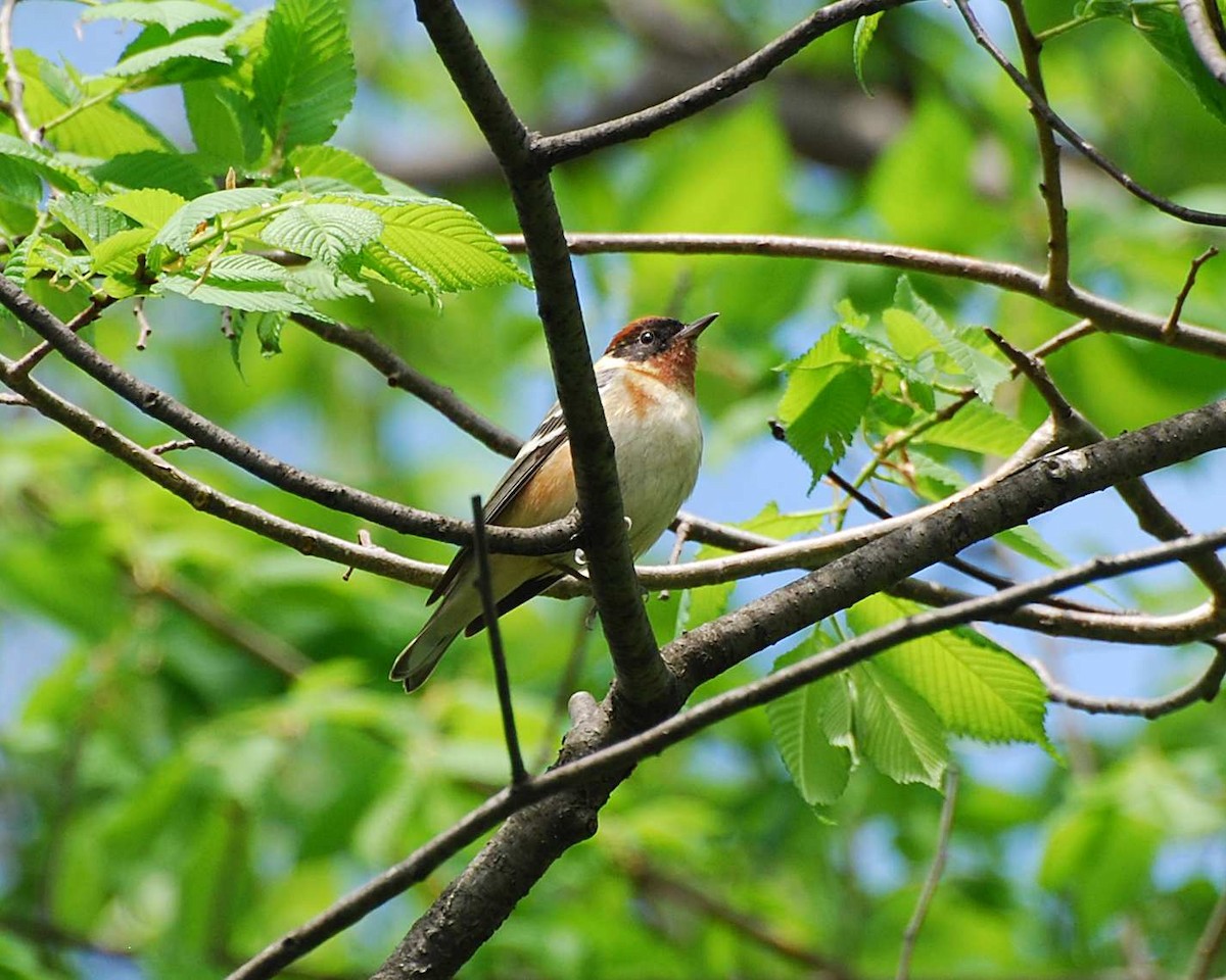 Bay-breasted Warbler - ML645018436