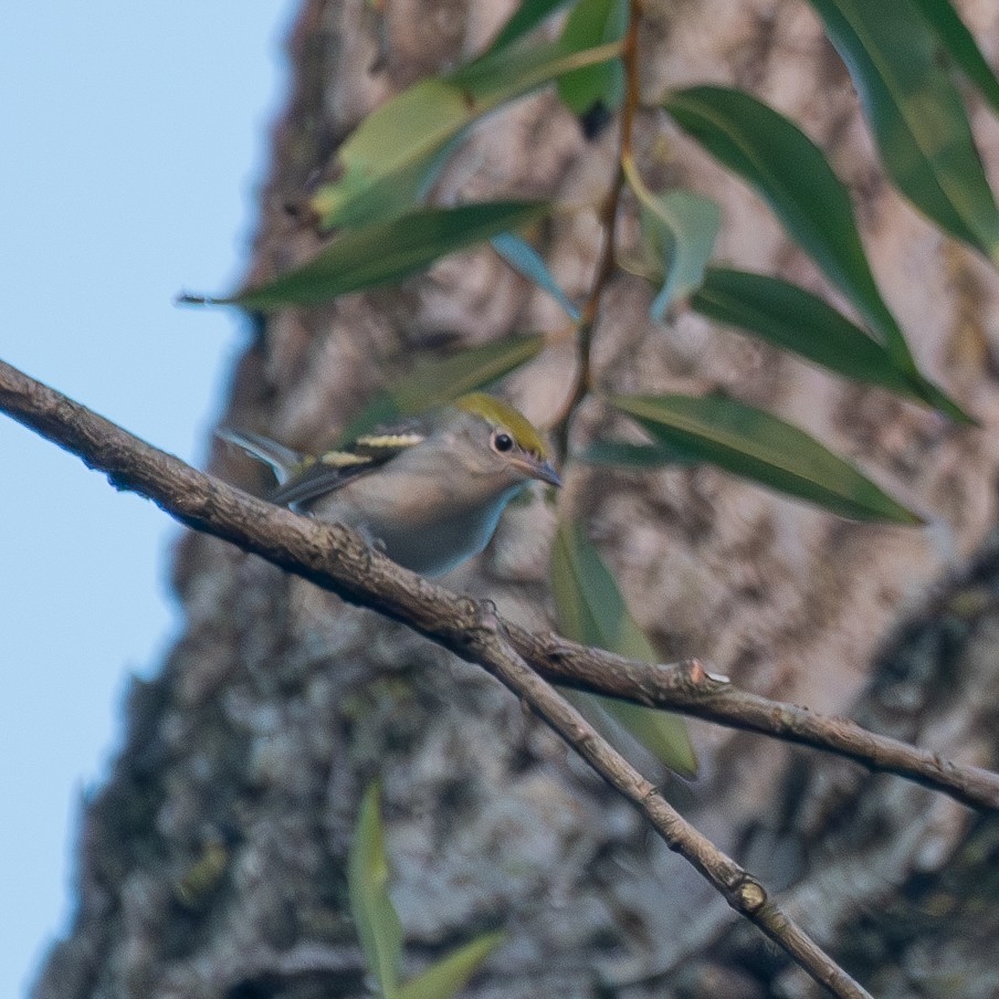 ワキチャアメリカムシクイ - ML645018440