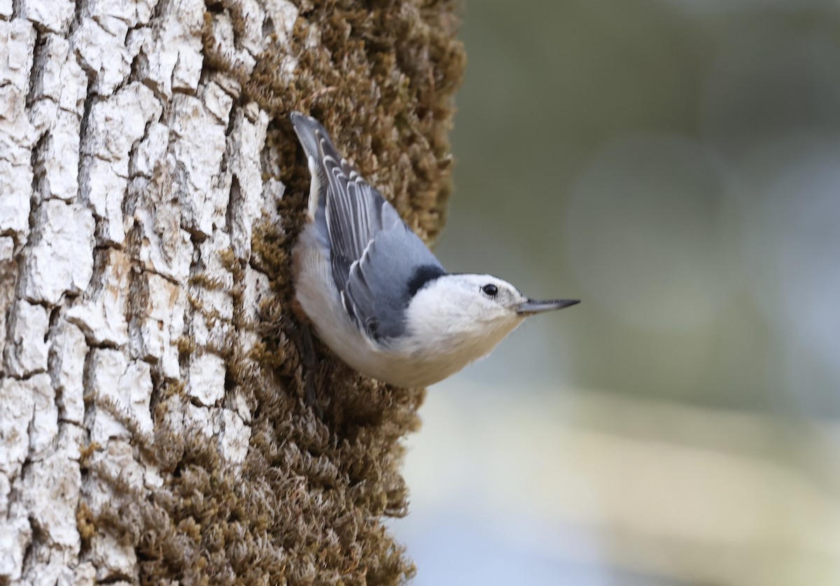 brhlík běloprsý - ML645018444