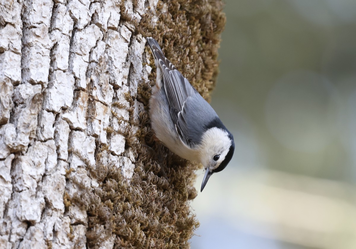 brhlík běloprsý - ML645018445