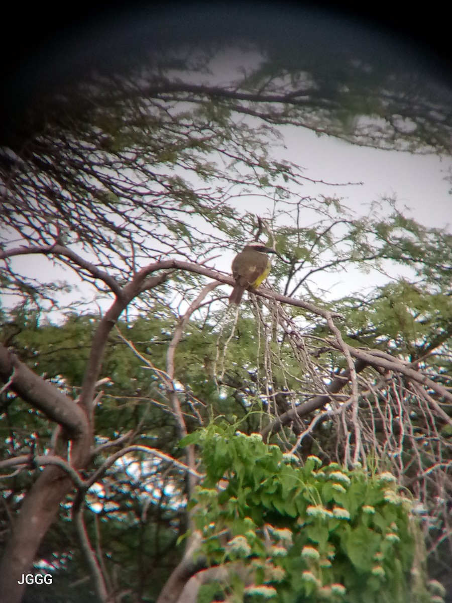 Boat-billed Flycatcher - ML645018448