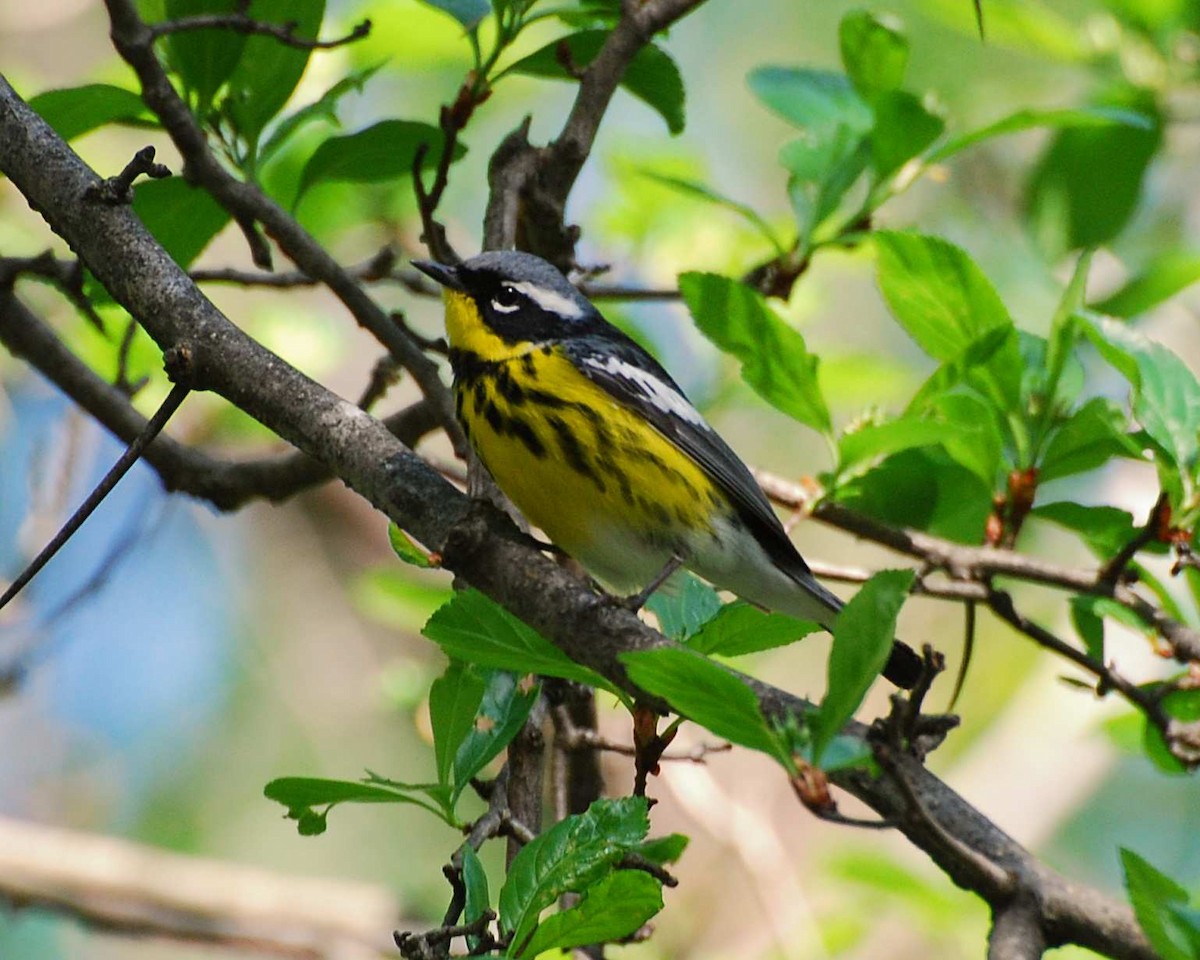Magnolia Warbler - ML645018449