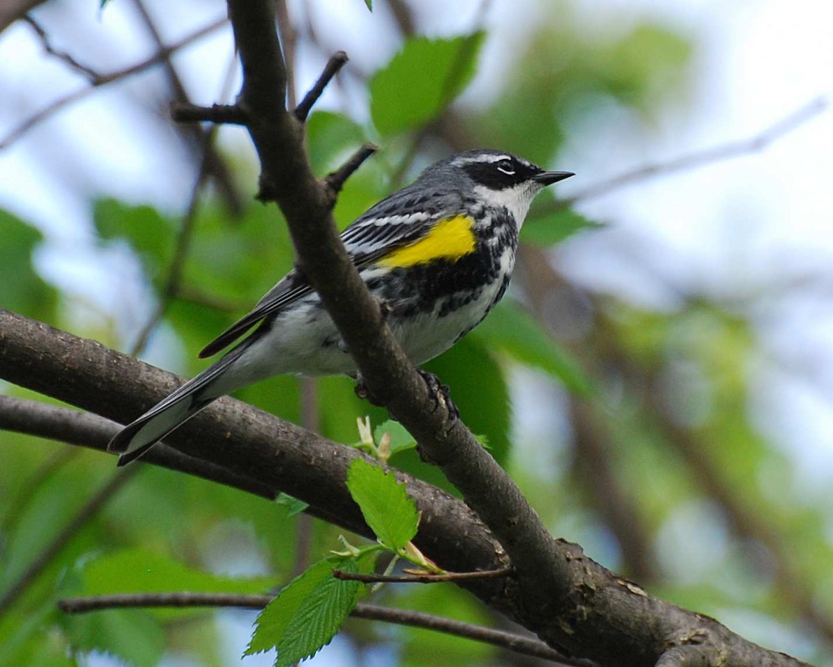 Yellow-rumped Warbler - ML645018456