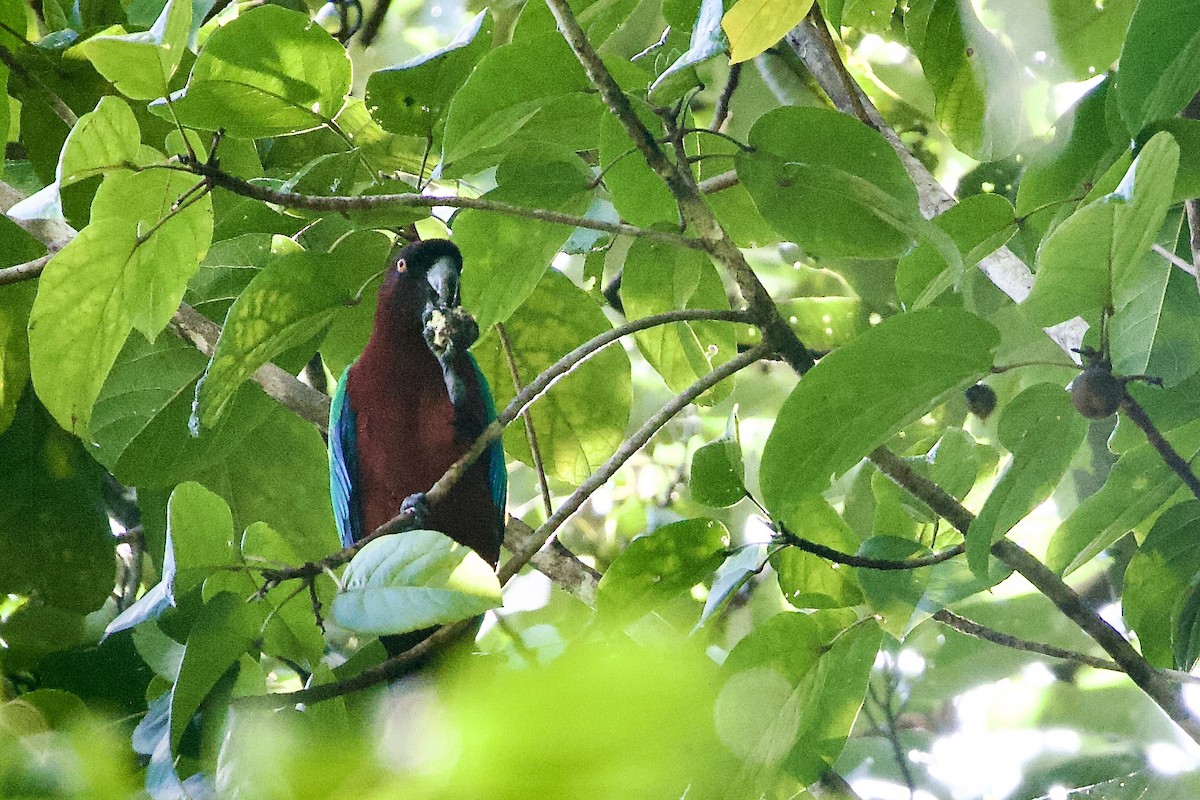 Pompadoursittich - ML645018459