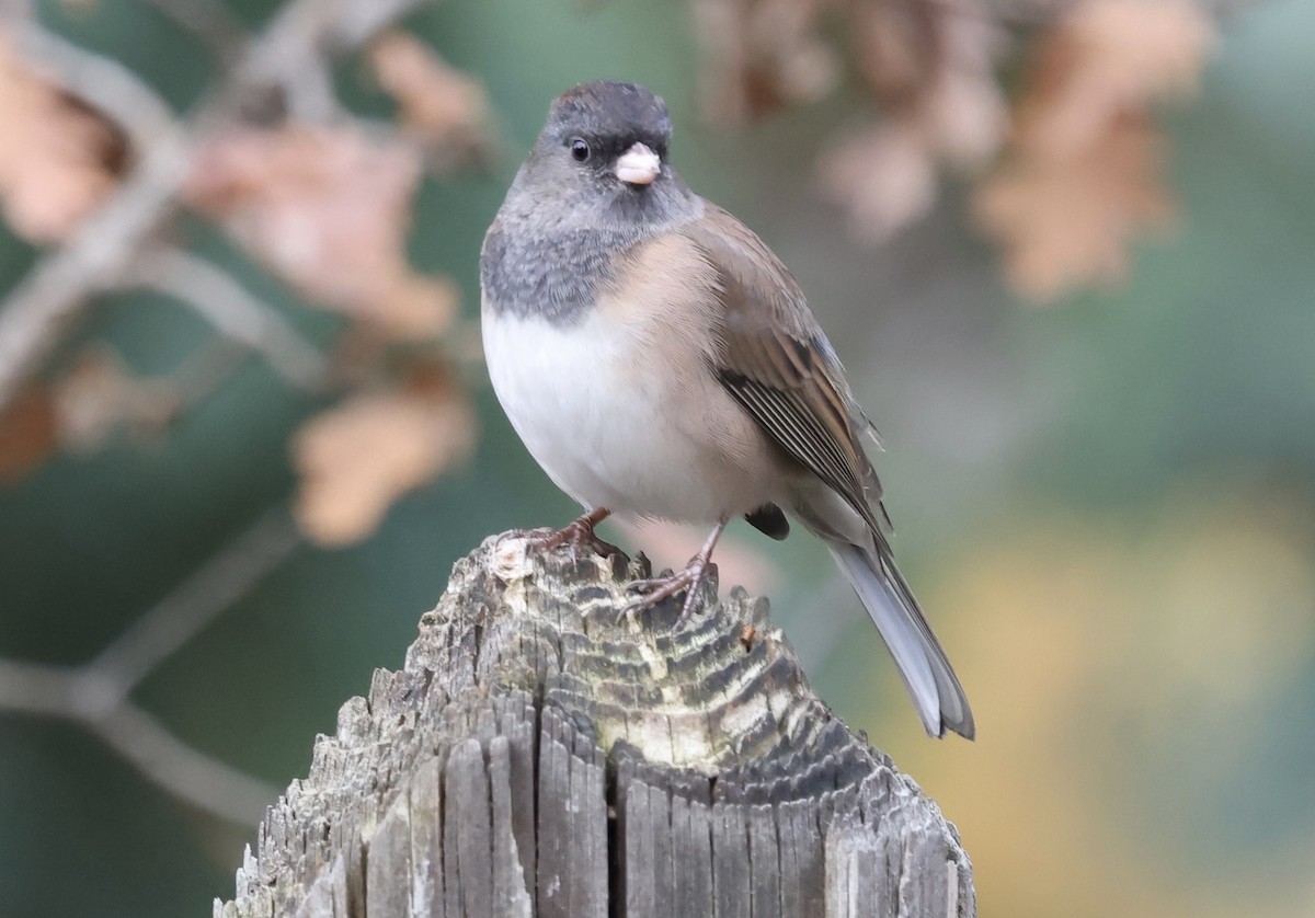 strnadec zimní - ML645018461