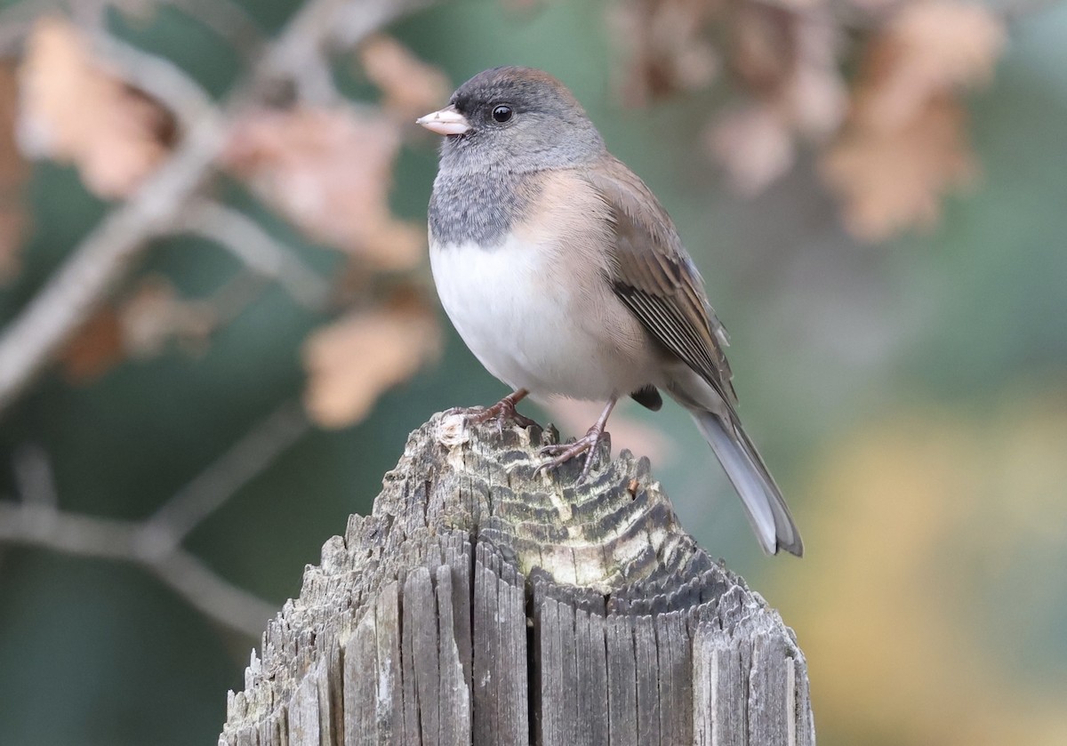 strnadec zimní - ML645018463