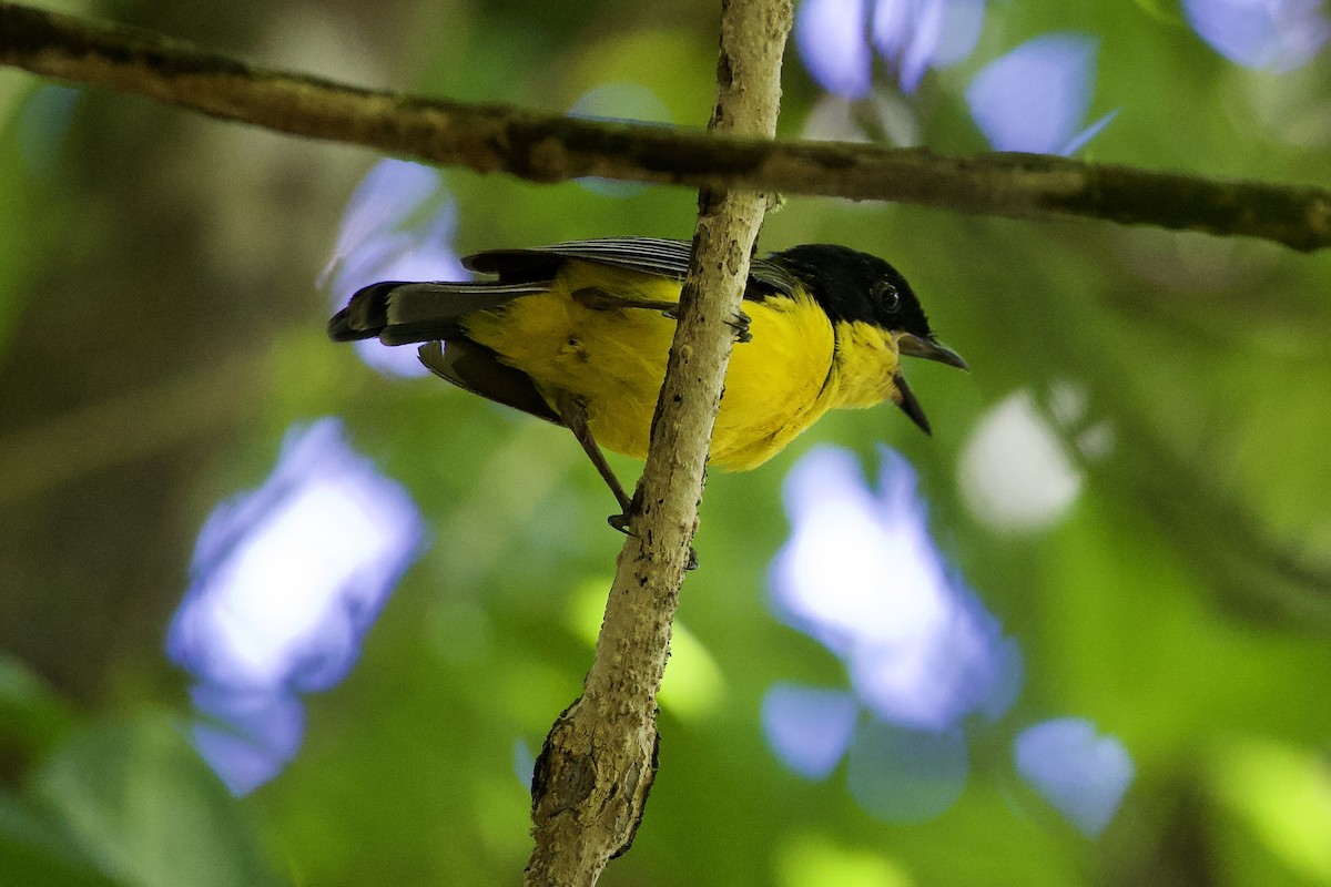 Yellow-throated Fiji Whistler - ML645018470
