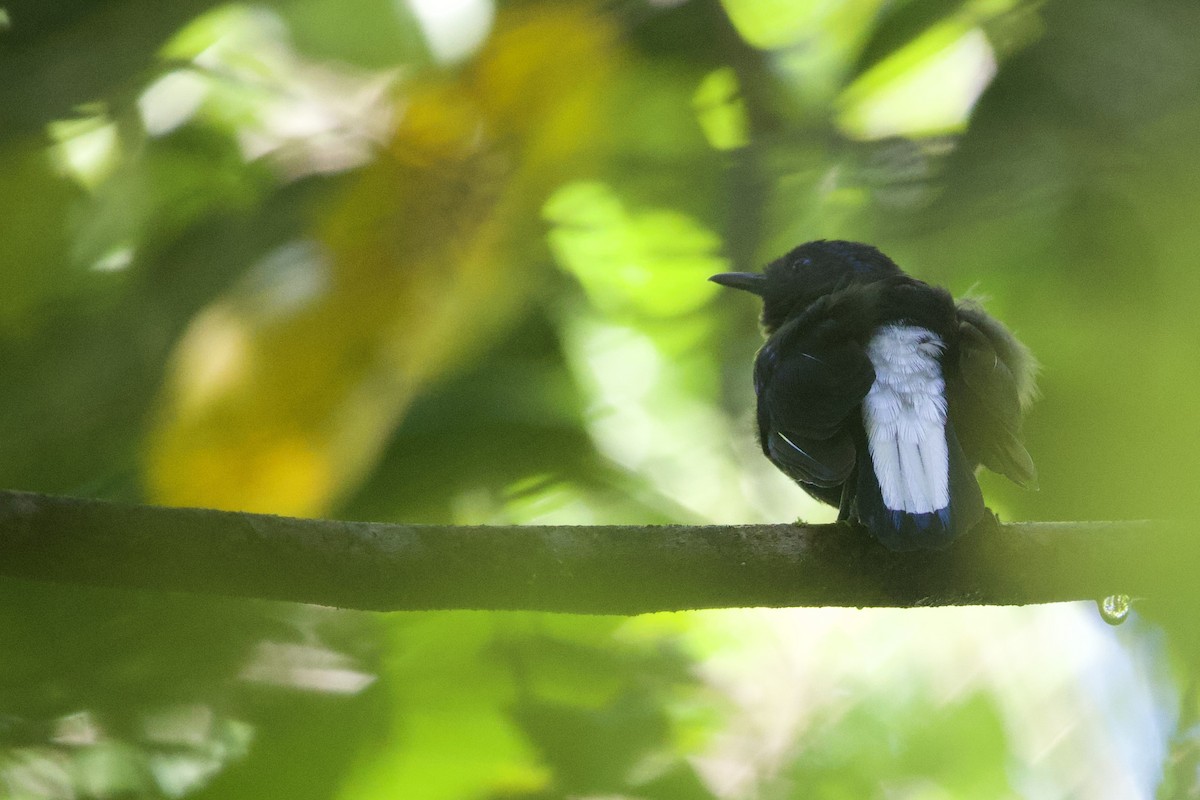 Natewafächerschwanz - ML645018476