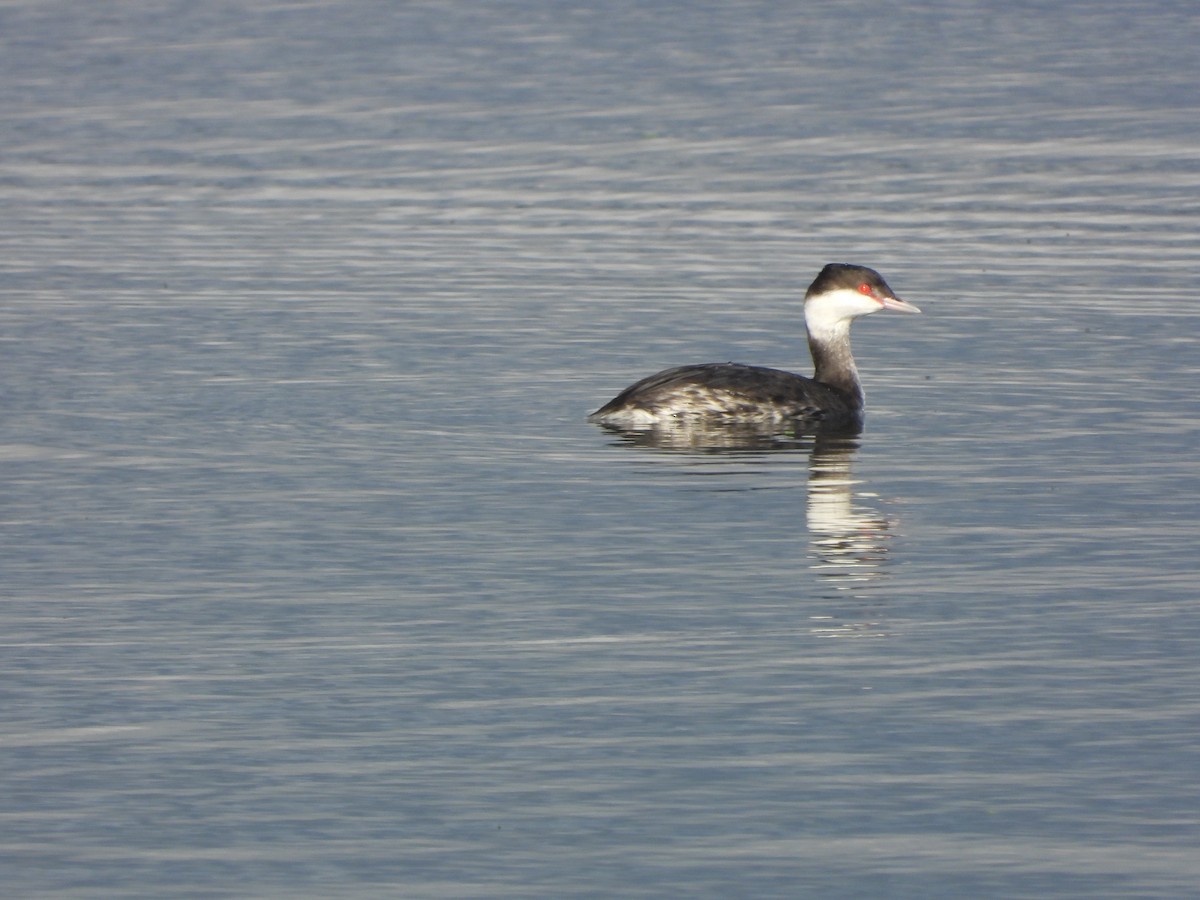 Horned Grebe - ML645018477