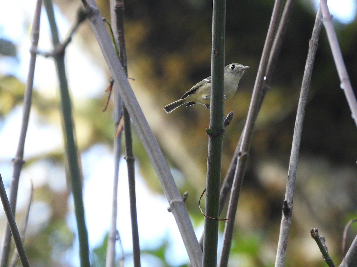 Hutton's Vireo - ML645018483
