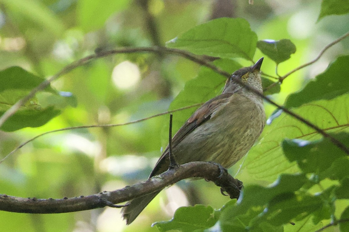 Fidschi-Fleckenfächerschwanz (erythronota) - ML645018490