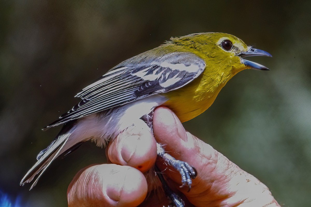 Yellow-throated Vireo - ML645018492