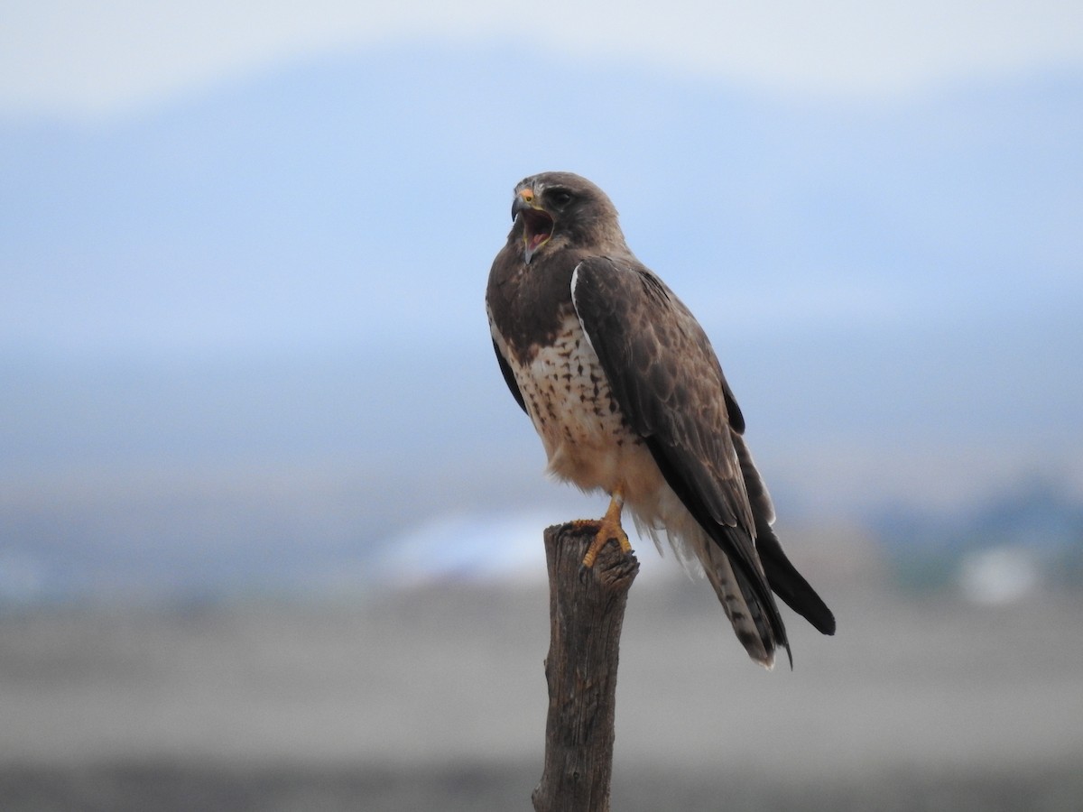 Swainson's Hawk - Chris Davis