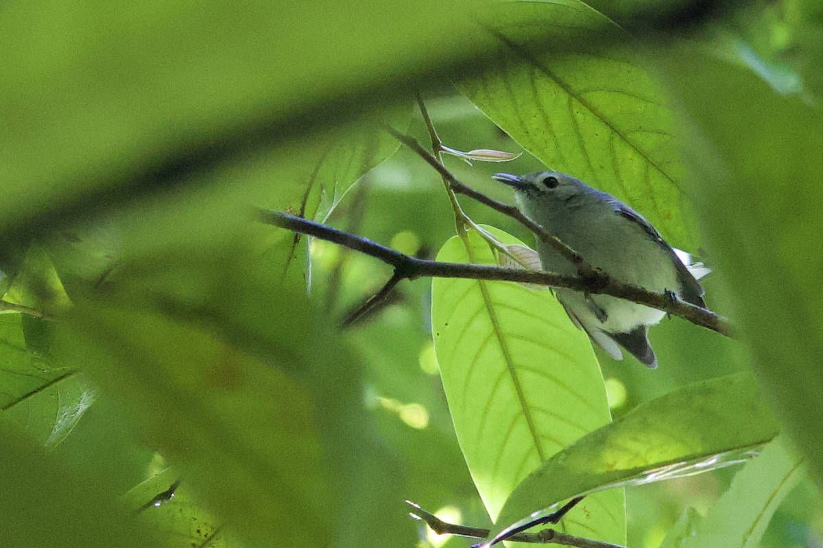 Schwarzschwanzmonarch - ML645018516