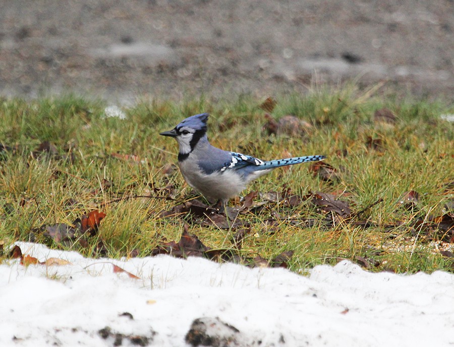 Blue Jay - ML645018517