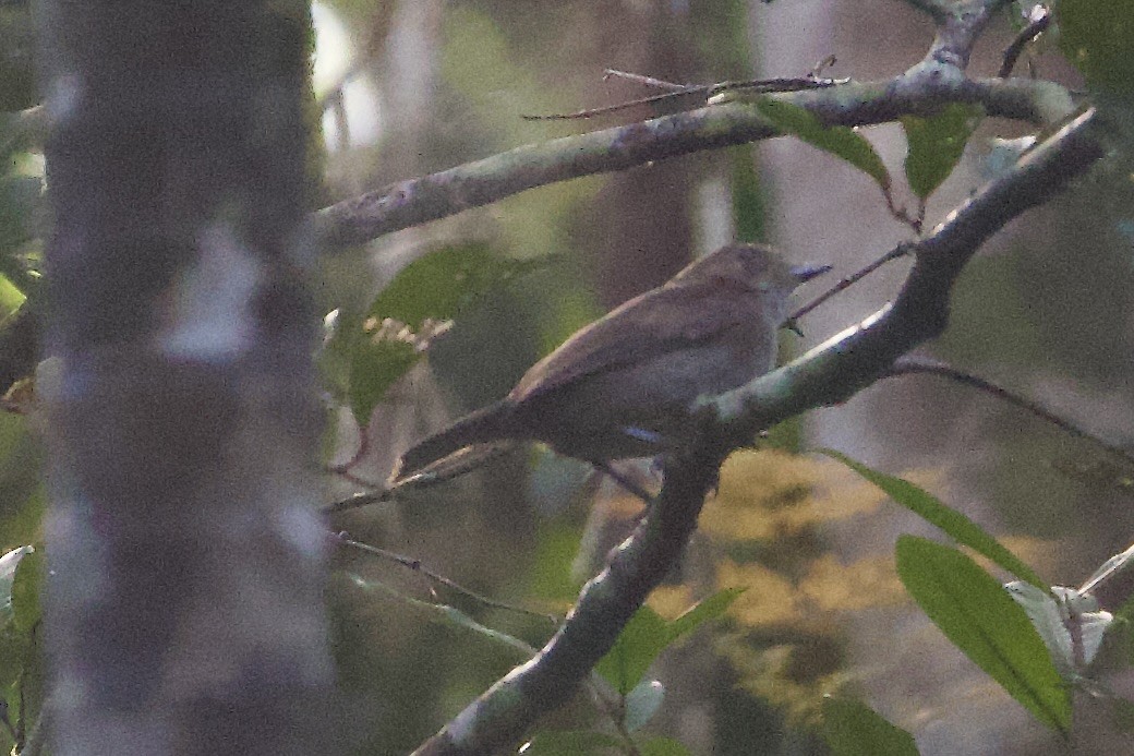 Fidschimonarch - ML645018527