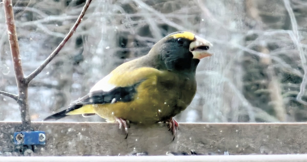 Evening Grosbeak - ML645018541