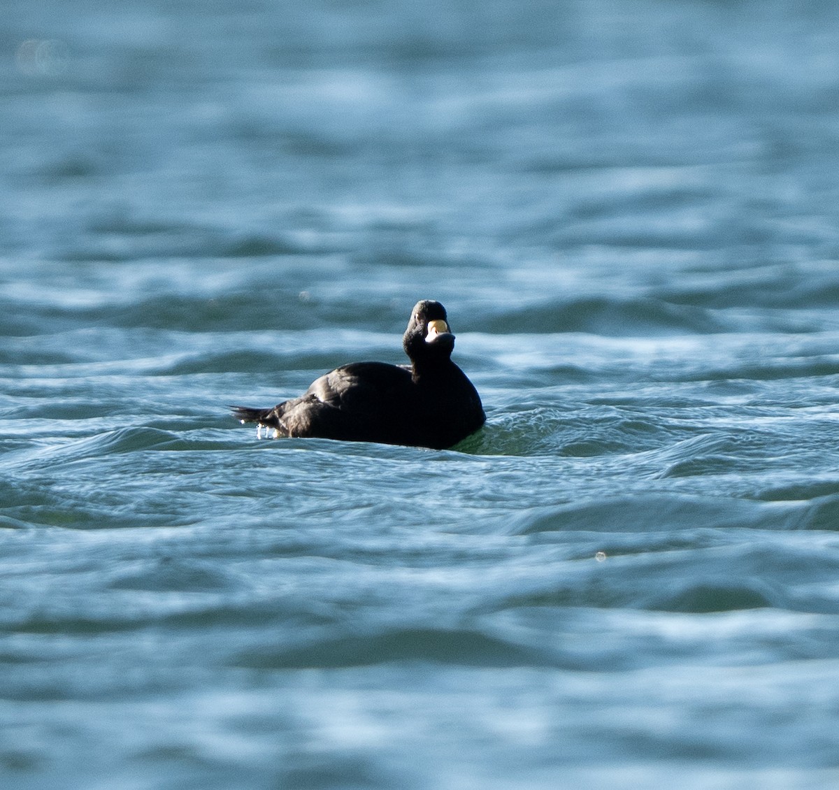 Black Scoter - ML645018542