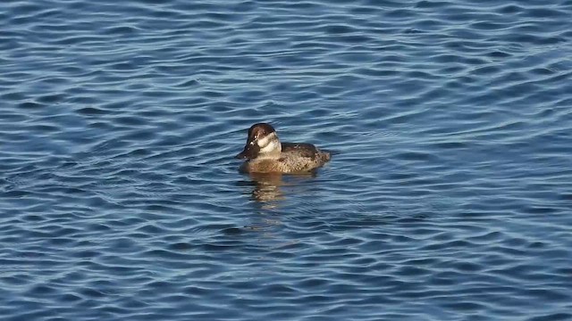 Amerika Dikkuyruğu - ML645018551