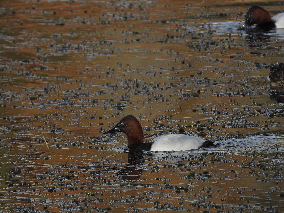 Canvasback - ML645018554