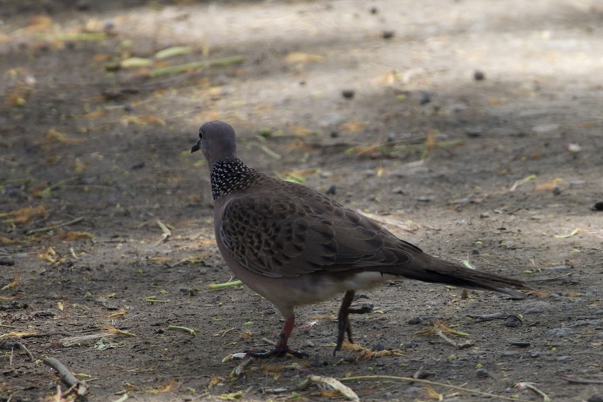 Perlhalstaube - ML645018556