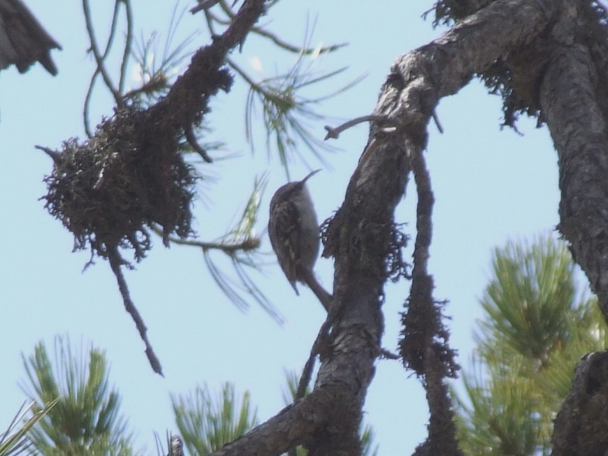 Short-toed Treecreeper - ML645018558