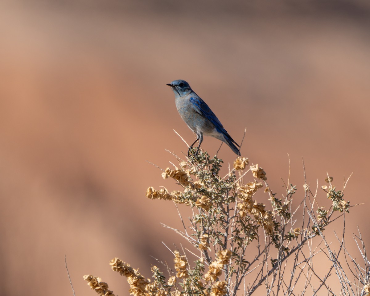Mountain Bluebird - ML645018559