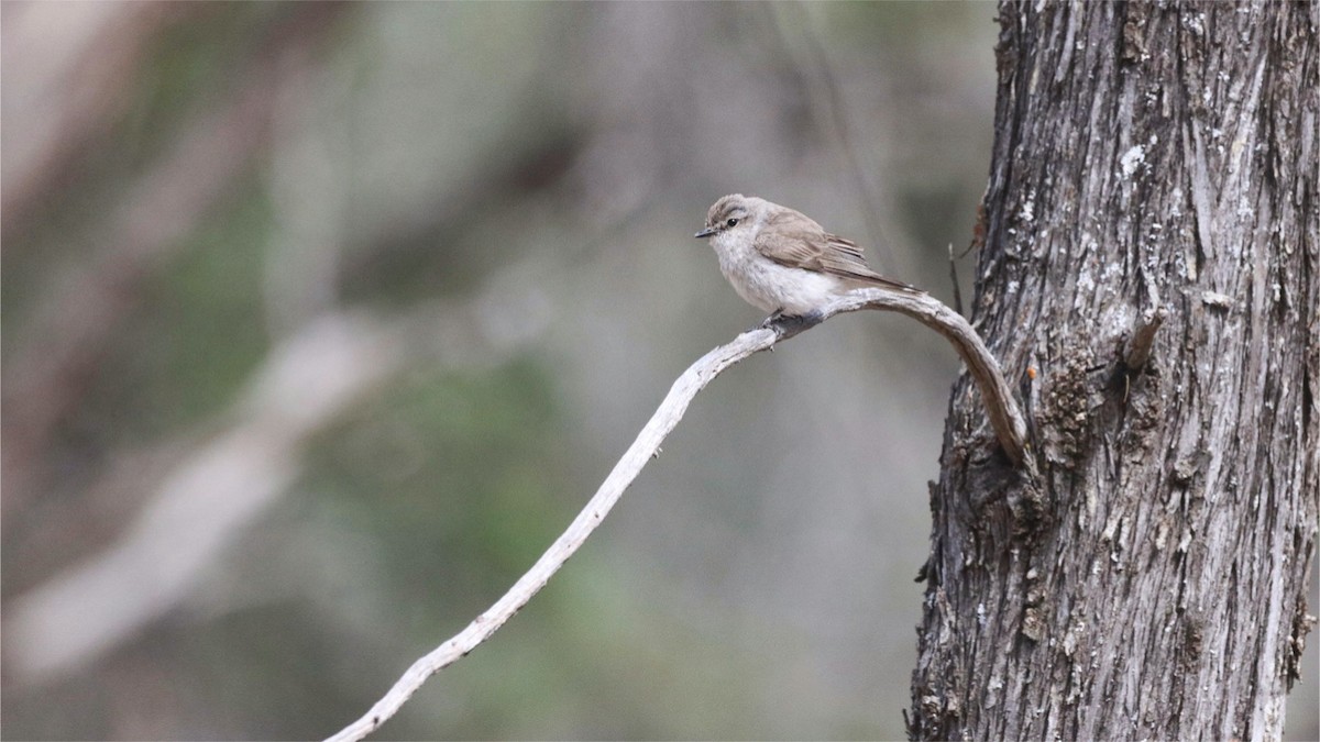 オジロオリーブヒタキ - ML645018564