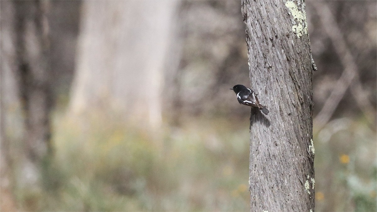 kutteflueskvett - ML645018567