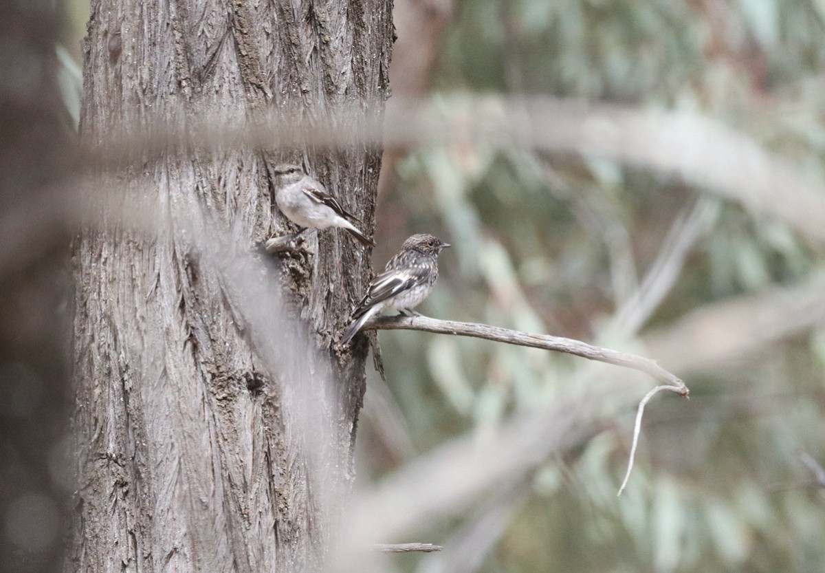 kutteflueskvett - ML645018568