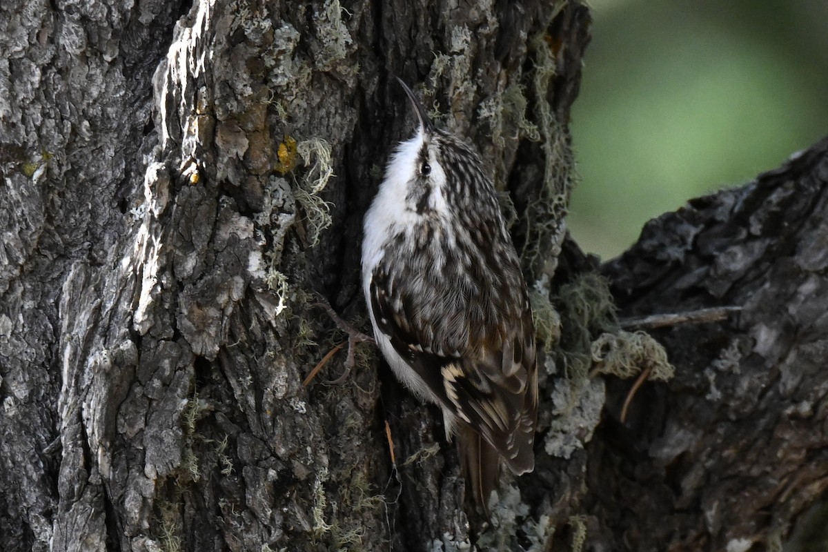 Brown Creeper - ML645018573