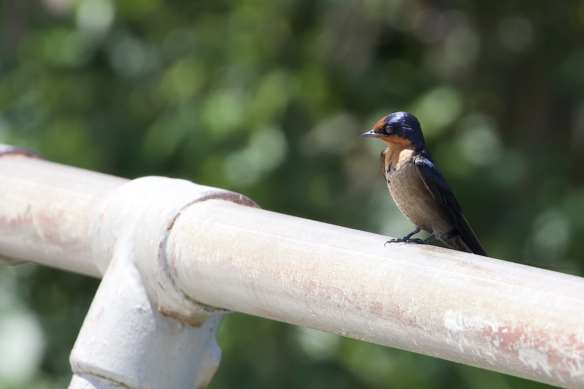 Südseeschwalbe - ML645018584