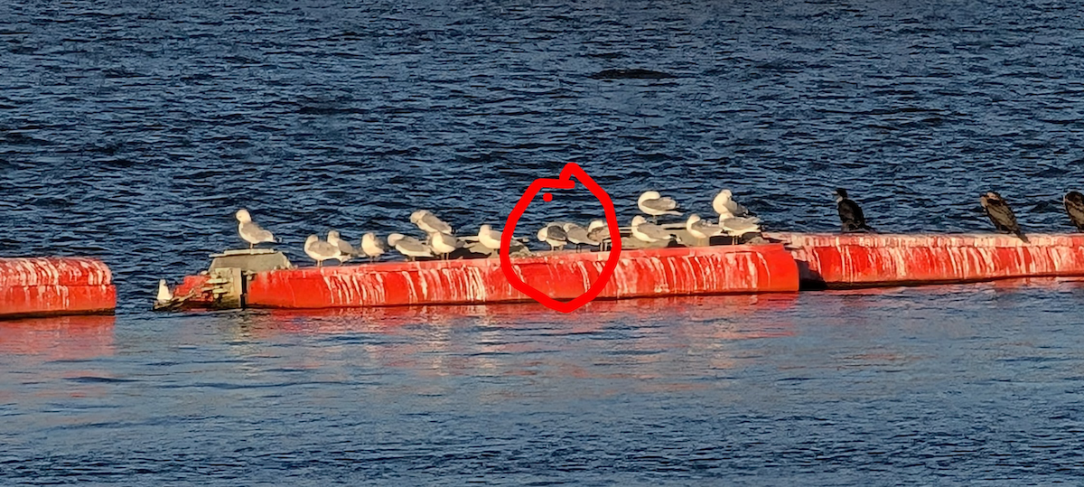 Larinae sp. - ML645018602