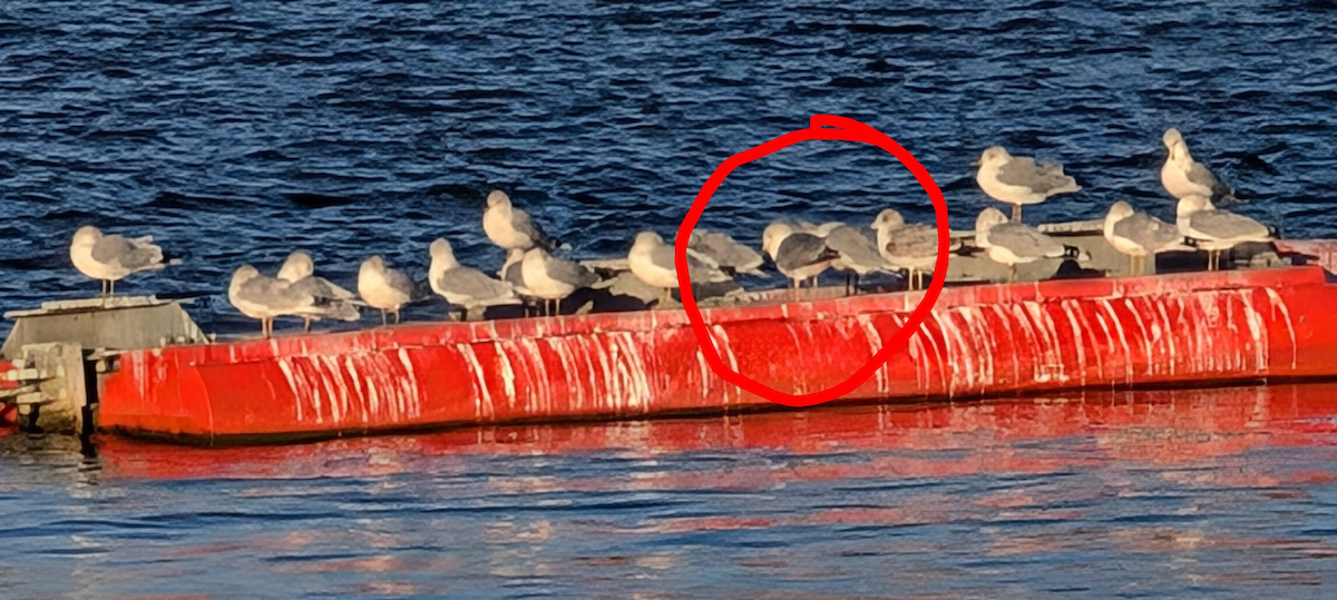 Larinae sp. - ML645018603