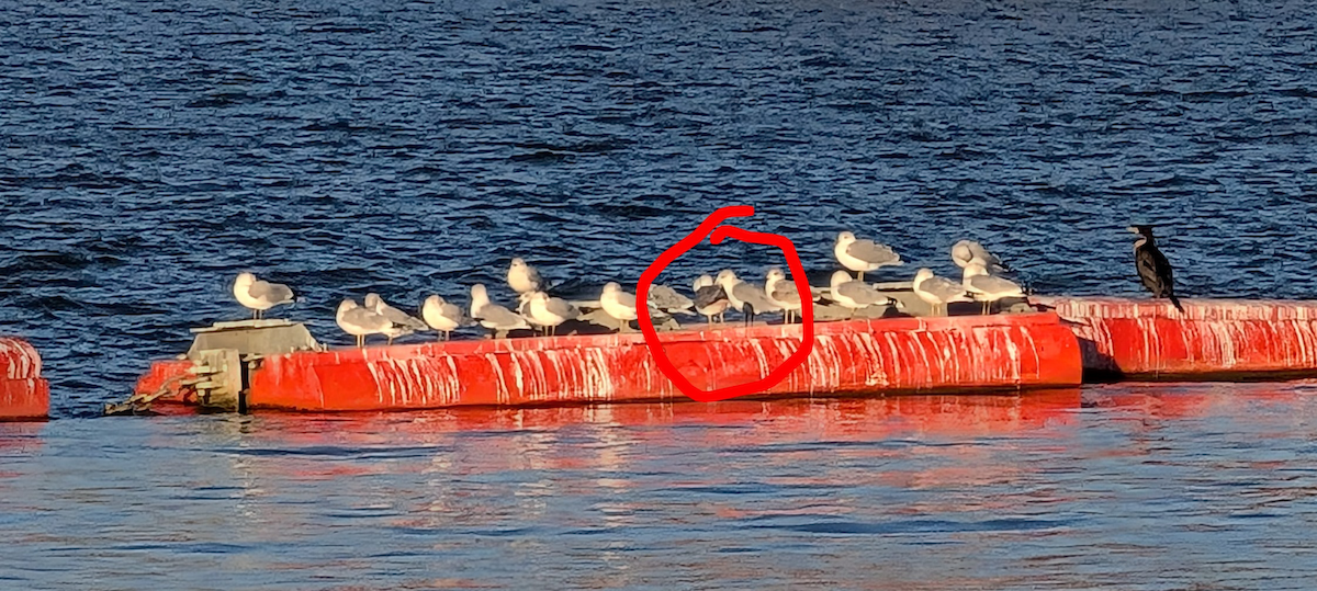 Larinae sp. - ML645018604