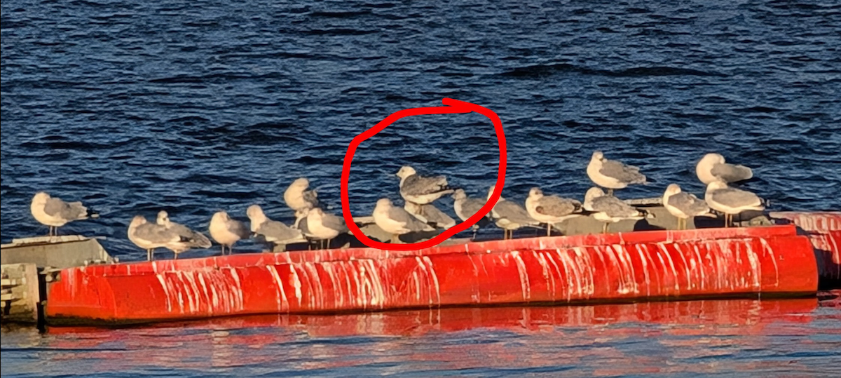 Larinae sp. - ML645018605